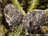 Abies religiosa - メキシコモミ, レリヒオサモミ  - クリックして拡大する