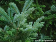Abies sachalinensis 