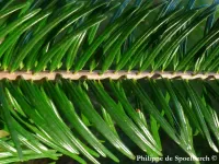 Abies chensiensis subsp. salouenensis - サルウィンモミ - クリックして拡大する
