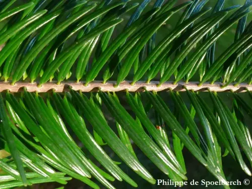 Abies chensiensis subsp. salouenensis - サルウィンモミ