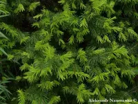 Abies semenovii - ティエンシャンモミ - Click to enlarge