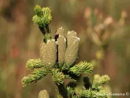Abies sibirica 
