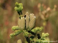 Abies sibirica - シベリアモミ - クリックして拡大する