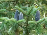 Abies spectabilis
