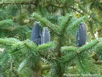 Abies spectabilis - ウェッブモミ - クリックして拡大する