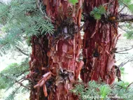 Abies squamata 