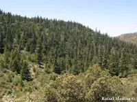 Abies pinsapo var. tazaotana - タザオット山のモミ - クリックして拡大する