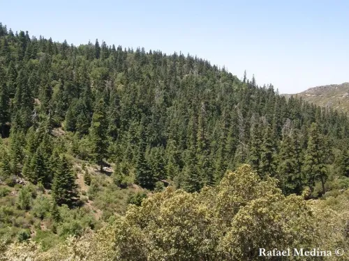Abies pinsapo var. tazaotana - タザオット山のモミ
