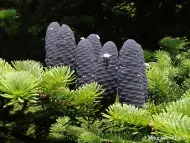 Abies veitchii