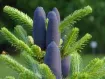 Abies - モミ属