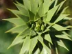 Araucaria - ナンヨウスギ属