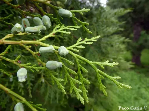 Calocedrus formosana - ショウナンボク