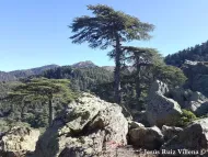 Cedrus atlantica