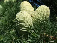 Cedrus deodara