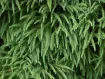 Cryptomeria - スギ属