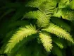 Metasequoia - アケボノスギ属