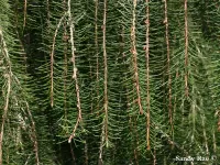Picea breweriana - ブリュワートウヒ - クリックして拡大する