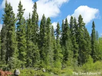Picea glauca - シロトウヒ ,  カナダトウヒ - クリックして拡大する