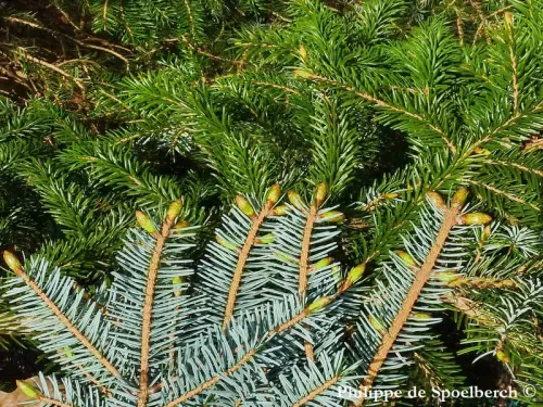 Picea jezoensis - エゾマツ