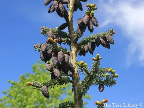 Picea omorika - オモリカトウヒ