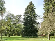 Picea orientalis