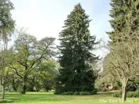Picea orientalis - コーカサストウヒ - クリックして拡大する