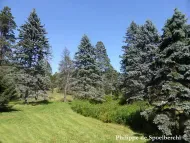 Picea pungens