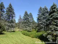 Picea pungens - コロラドトウヒ - クリックして拡大する