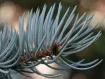 Picea - トウヒ属
