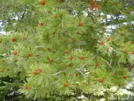 Pinus albicaulis