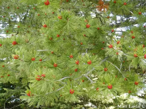 Pinus albicaulis - ホワイトバークパイン