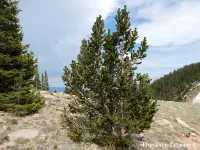 Pinus aristata - イガゴヨウ , バーストルコーンマツ - クリックして拡大する