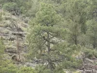 Pinus arizonica - アリゾナマツ - クリックして拡大する