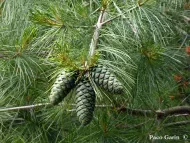 Pinus armandii  
