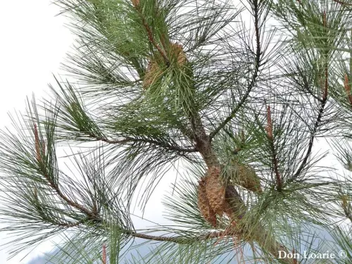 Pinus attenuata - ノブコーンパイン