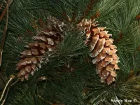 Pinus ayacahuite - メキシコ産ホワイトパイン - クリックして拡大する