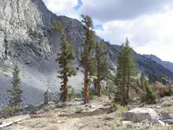 Pinus balfouriana