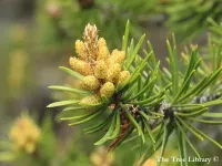 Pinus banksiana - ジャックパイン,  バンクスパイン - Click to enlarge