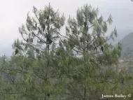 Pinus bhutanica