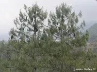 Pinus bhutanica - ブータンパイン - クリックして拡大する