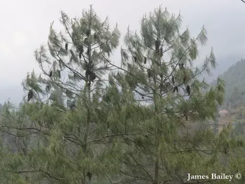 Pinus bhutanica - ブータンパイン
