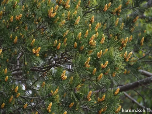 Pinus bungeana - シロマツ
