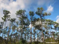 Pinus caribaea