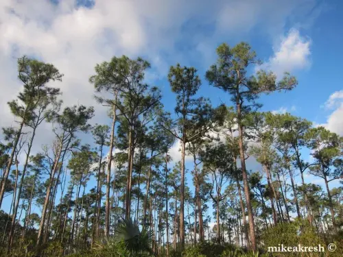 Pinus caribaea - カリビアマツ