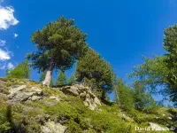 Pinus cembra - スイスマツ - クリックして拡大する