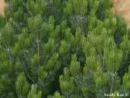 Pinus cembroides 