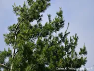 Pinus chiapensis