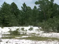Pinus clausa
