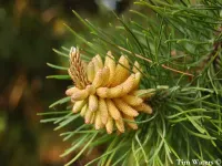 Pinus contorta - コントルタマツ - クリックして拡大する