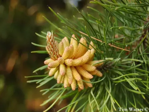 Pinus contorta - コントルタマツ
